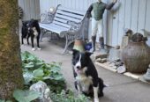 2 female part McNabb border collie pups