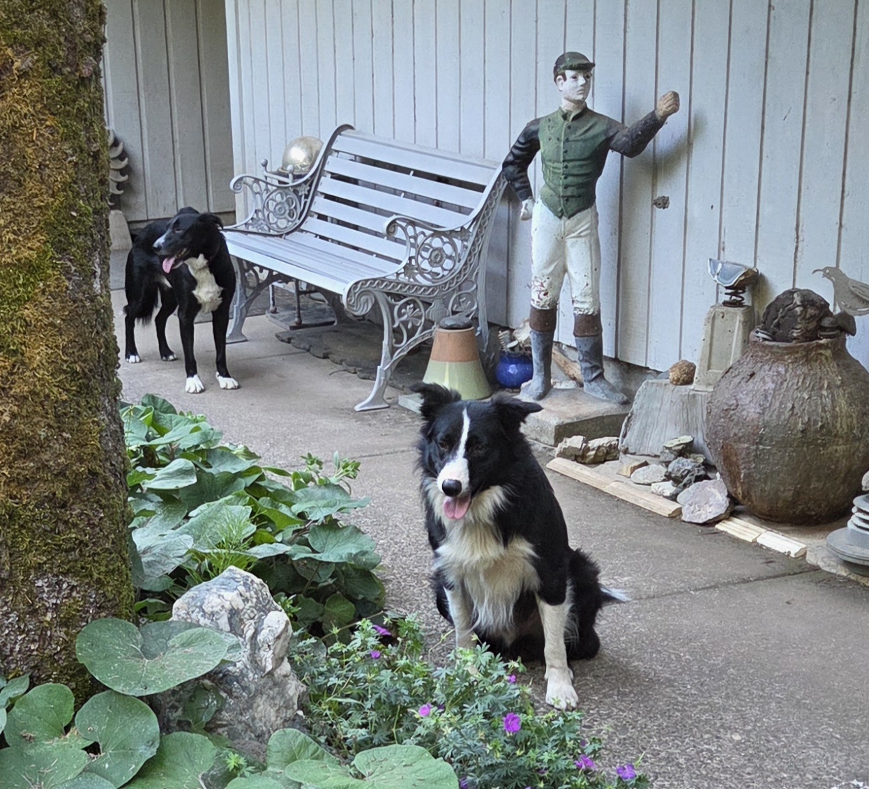 2 female part McNabb border collie pups