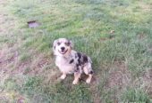 Australian Shephard
