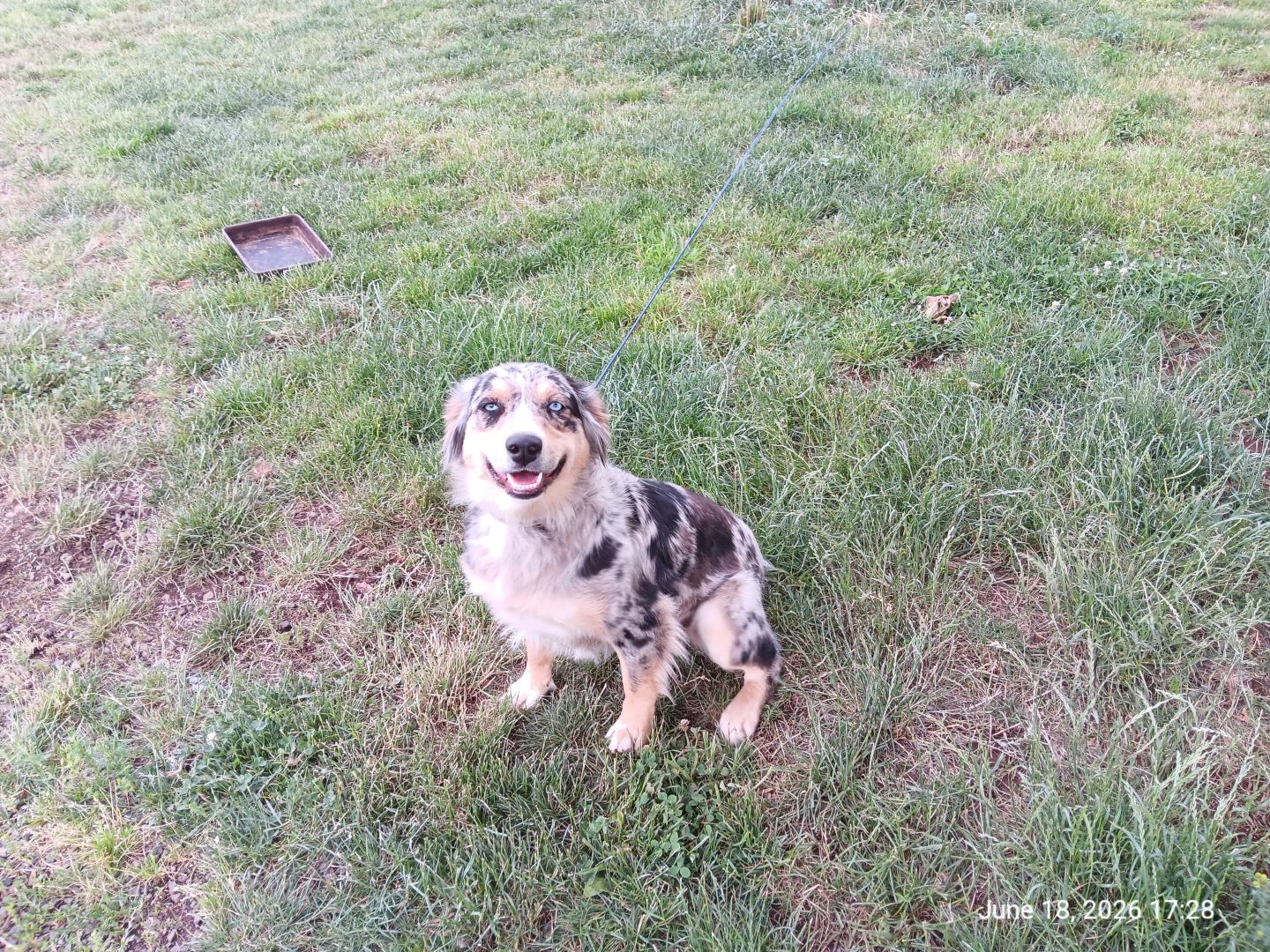 Australian Shephard