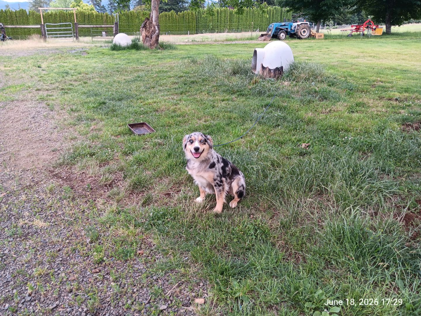 Australian Shephard