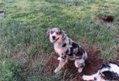 Australian Shephard