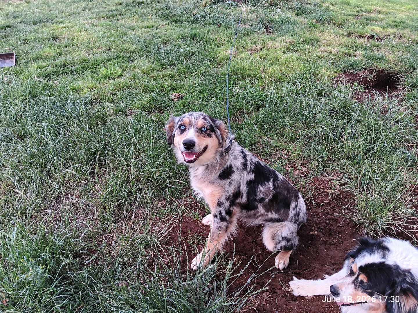 Australian Shephard