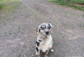 Australian Shephard
