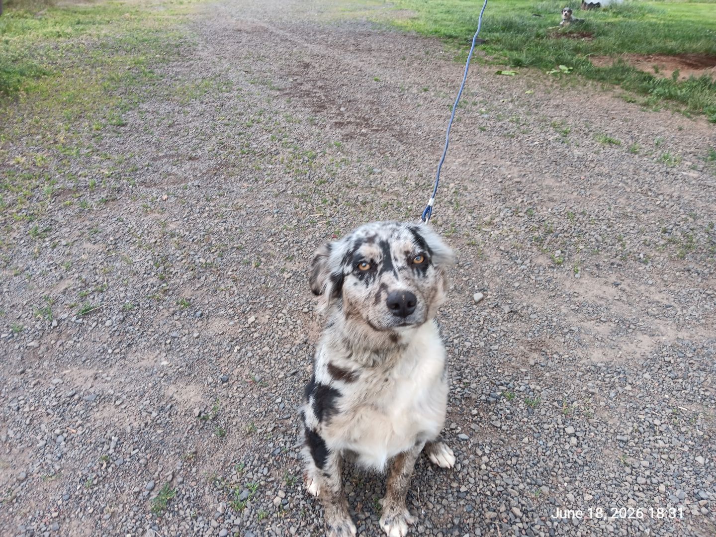 Australian Shephard