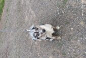 Australian Shephard
