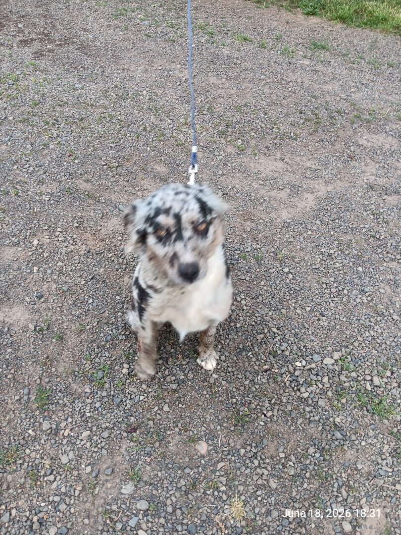 Australian Shephard