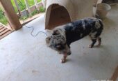 Australian Shephard