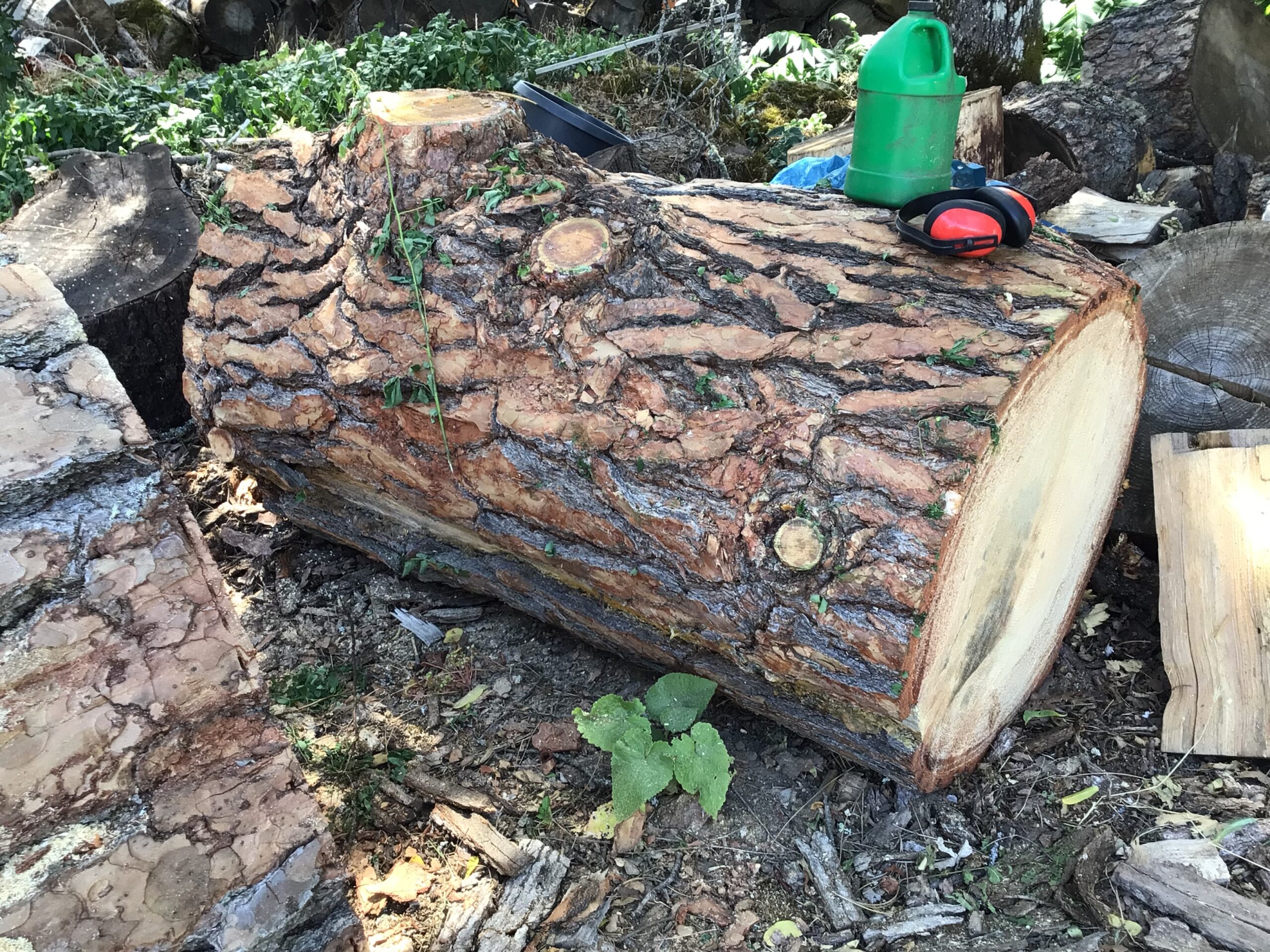 Pine log