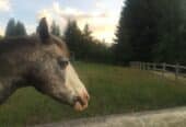 Pasture, Paddock to lease.