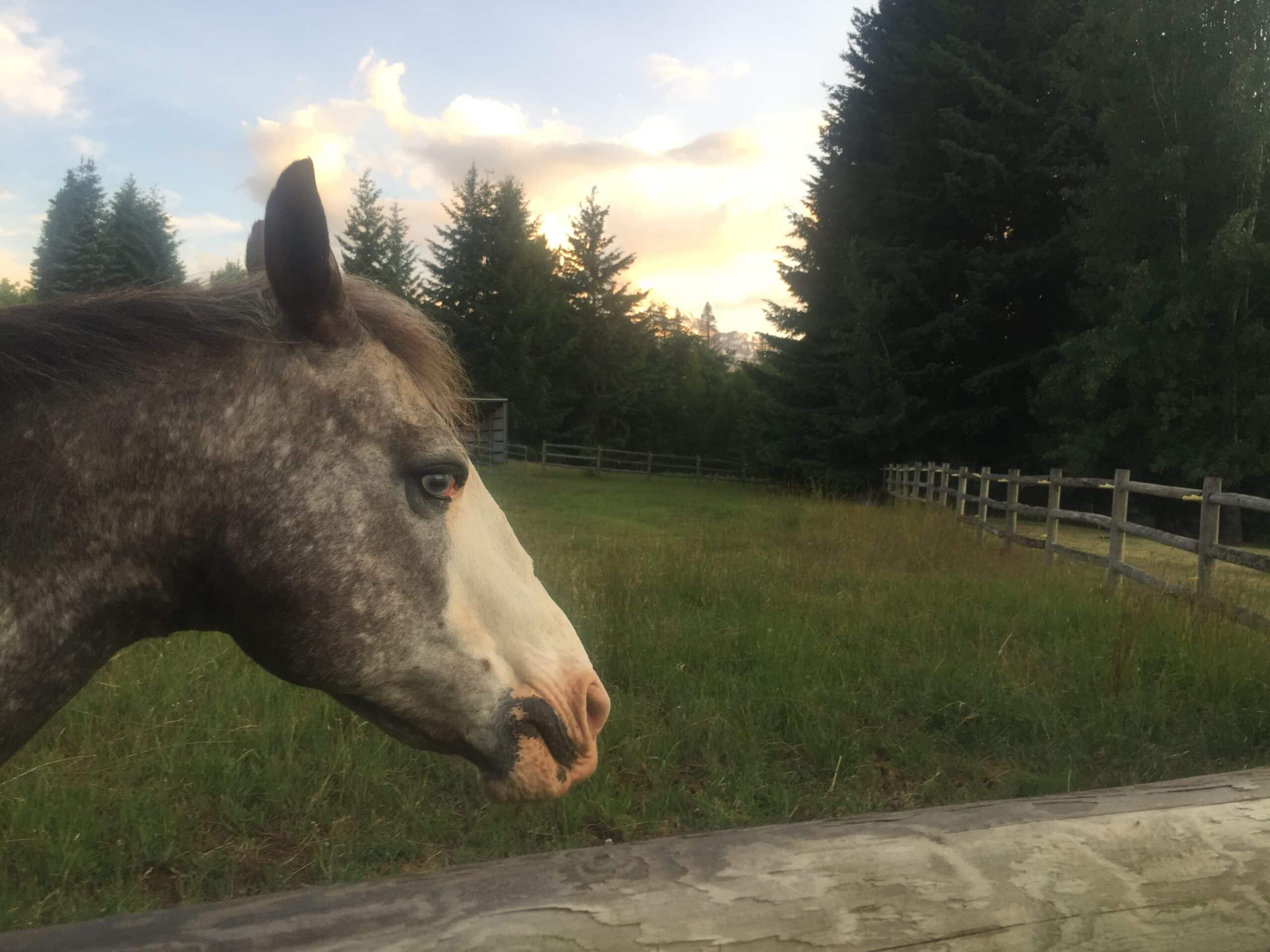 Pasture, Paddock to lease.