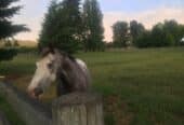 Pasture, Paddock to lease.