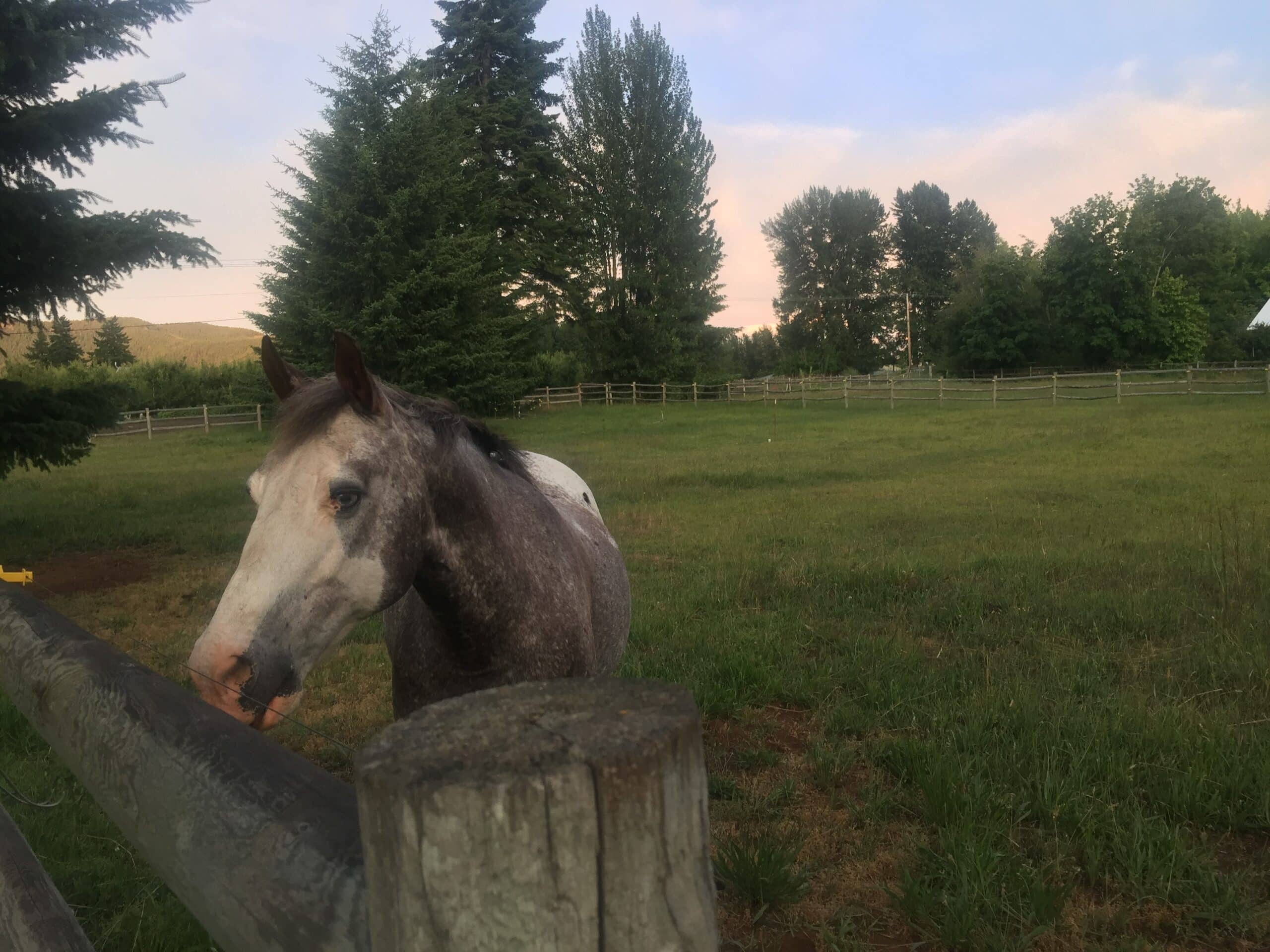 Pasture, Paddock to lease.