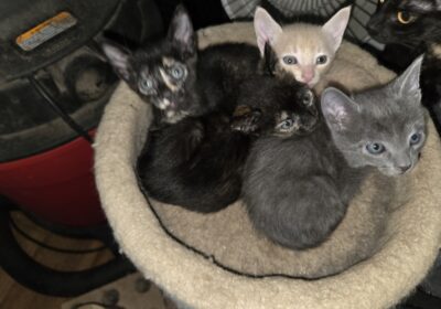 1000032415