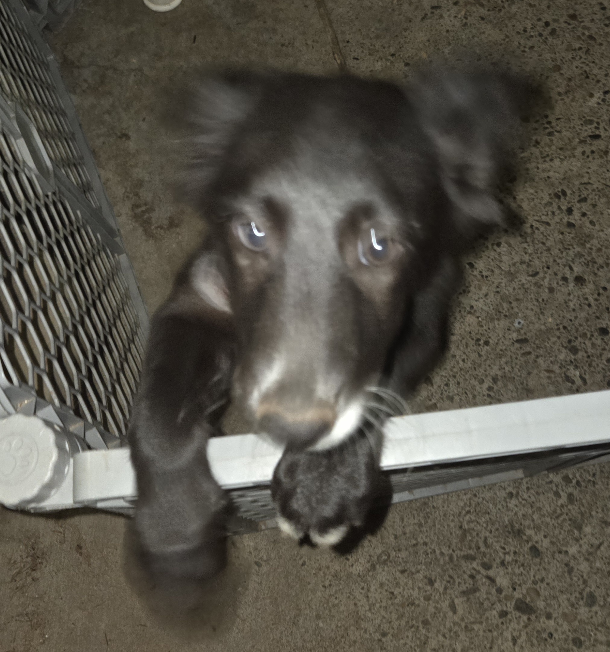 Border Collie Puppies. x 2 females