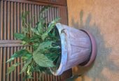 Large peace little in heavy clay pot