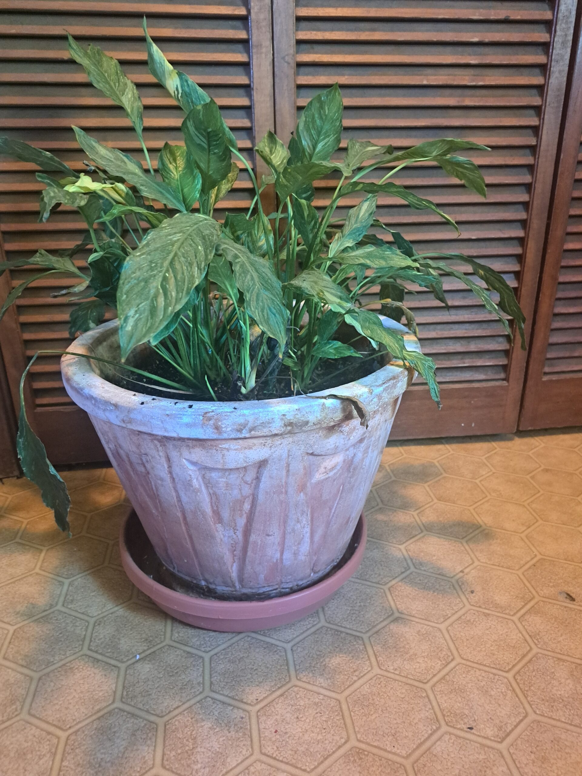 Large peace little in heavy clay pot