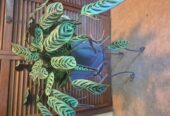 Calathea plant with pot and metal stand