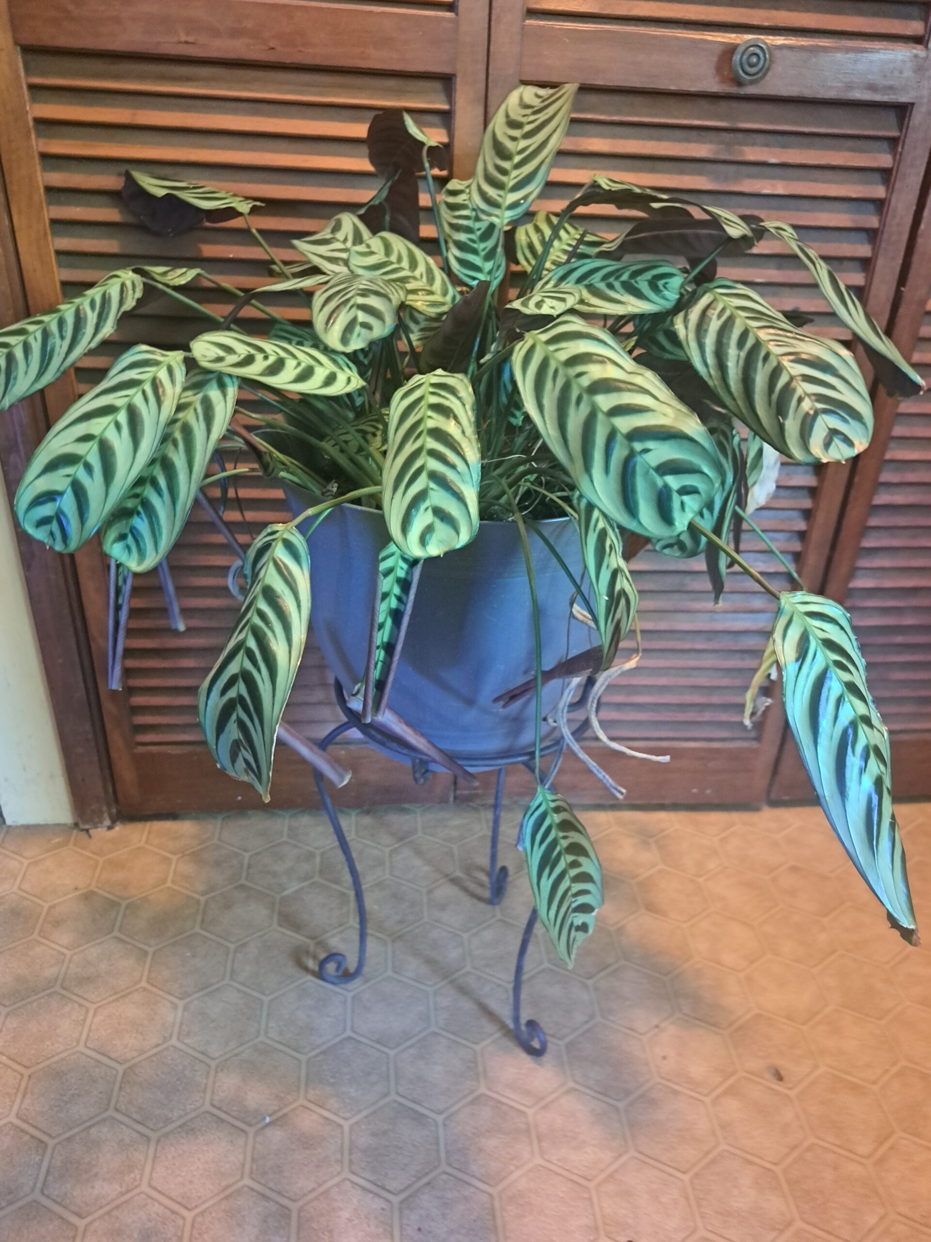 Calathea plant with pot and metal stand