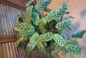 Calathea plant with pot and metal stand