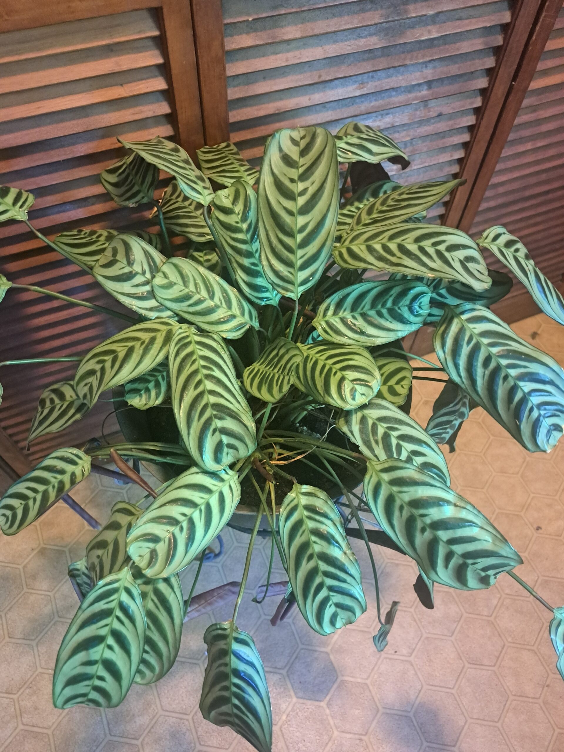 Calathea plant with pot and metal stand