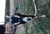 Alpine/Nubian Doe + Doeling Pair – $300
