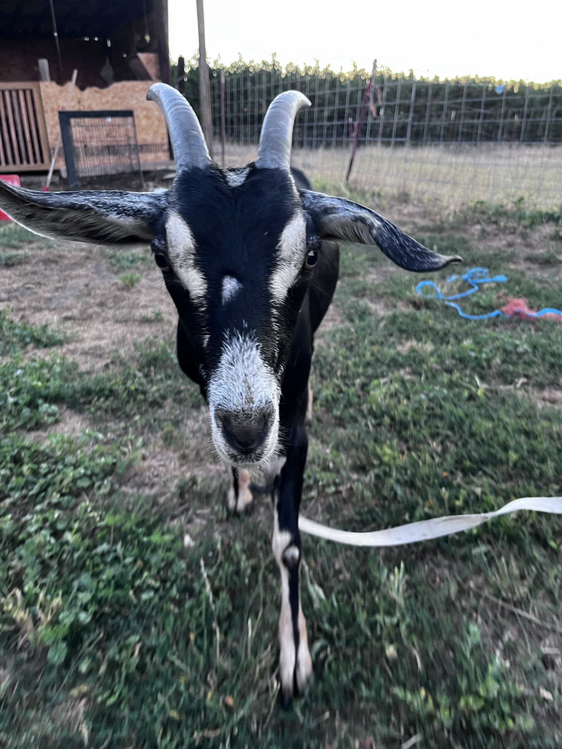 Alpine/Nubian Doe + Doeling Pair – $300