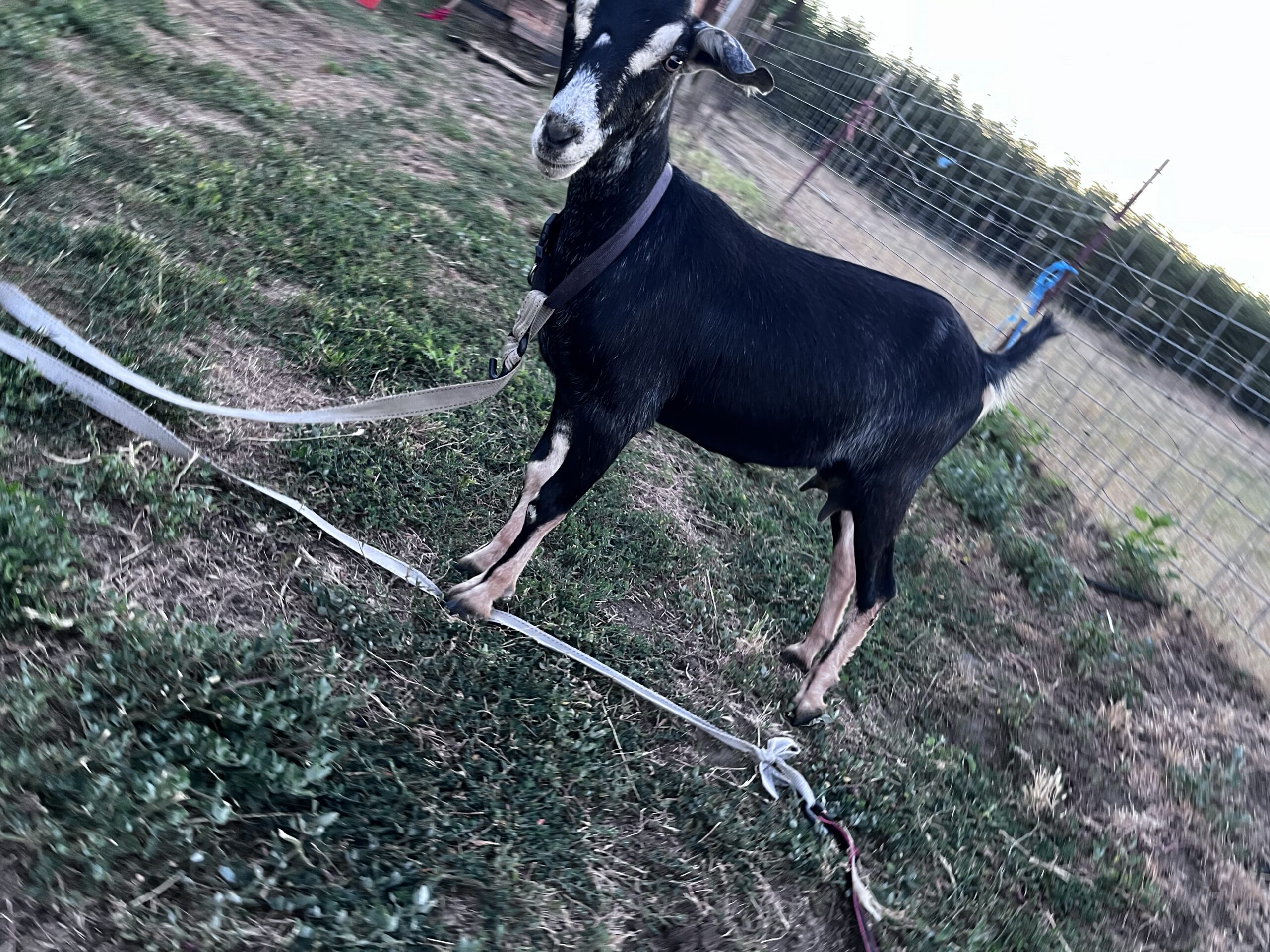 Alpine/Nubian Doe + Doeling Pair – $300