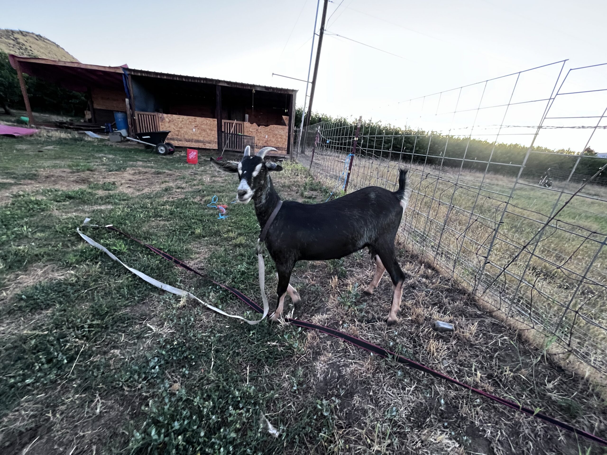 Alpine/Nubian Doe + Doeling Pair – $300