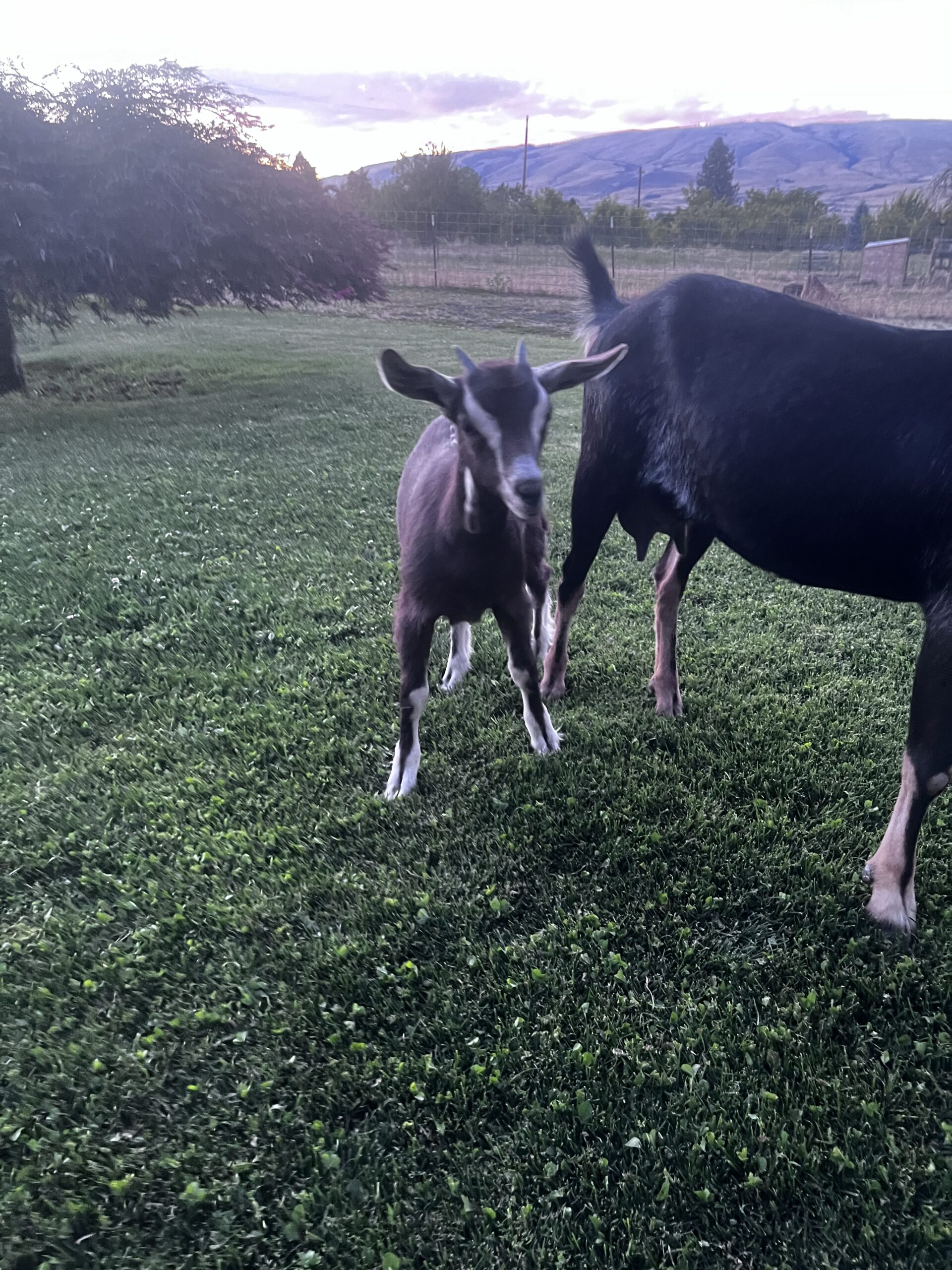 Alpine/Nubian Doe + Doeling Pair – $300