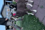 Alpine/Nubian Doe + Doeling Pair – $300