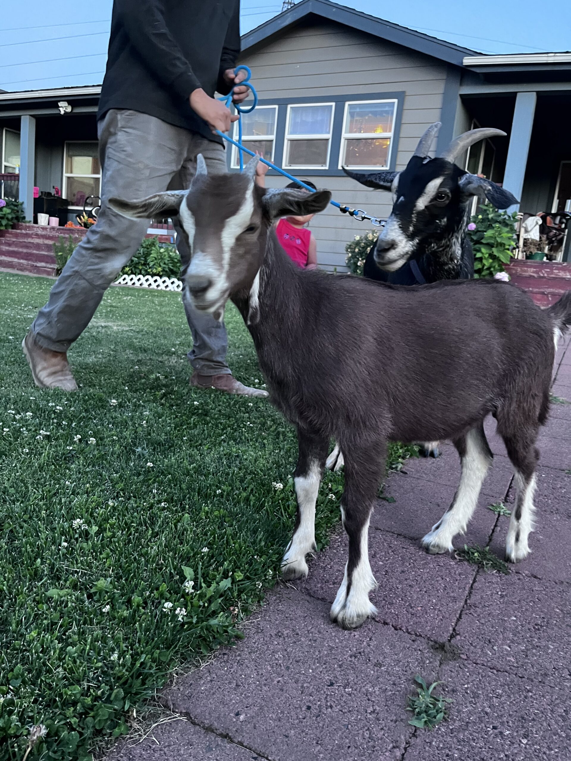 Alpine/Nubian Doe + Doeling Pair – $300