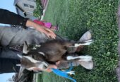 Alpine/Nubian Doe + Doeling Pair – $300