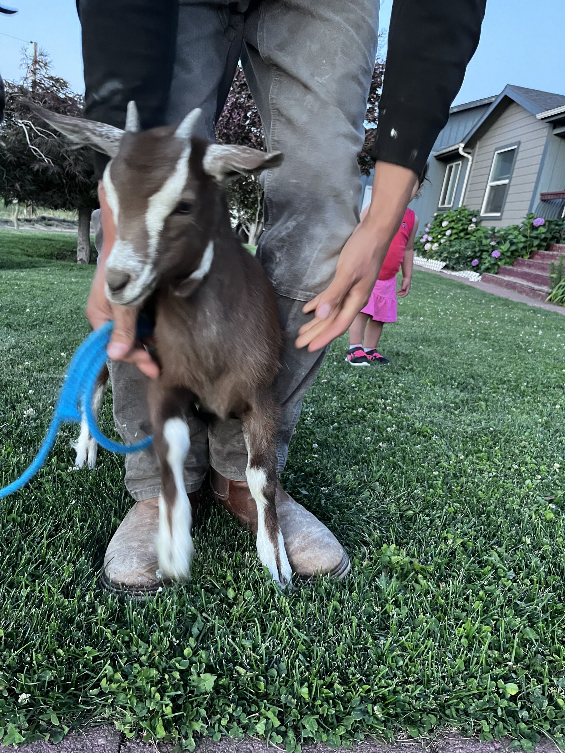 Alpine/Nubian Doe + Doeling Pair – $300