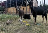 Alpine/Nubian Doe + Doeling Pair – $300