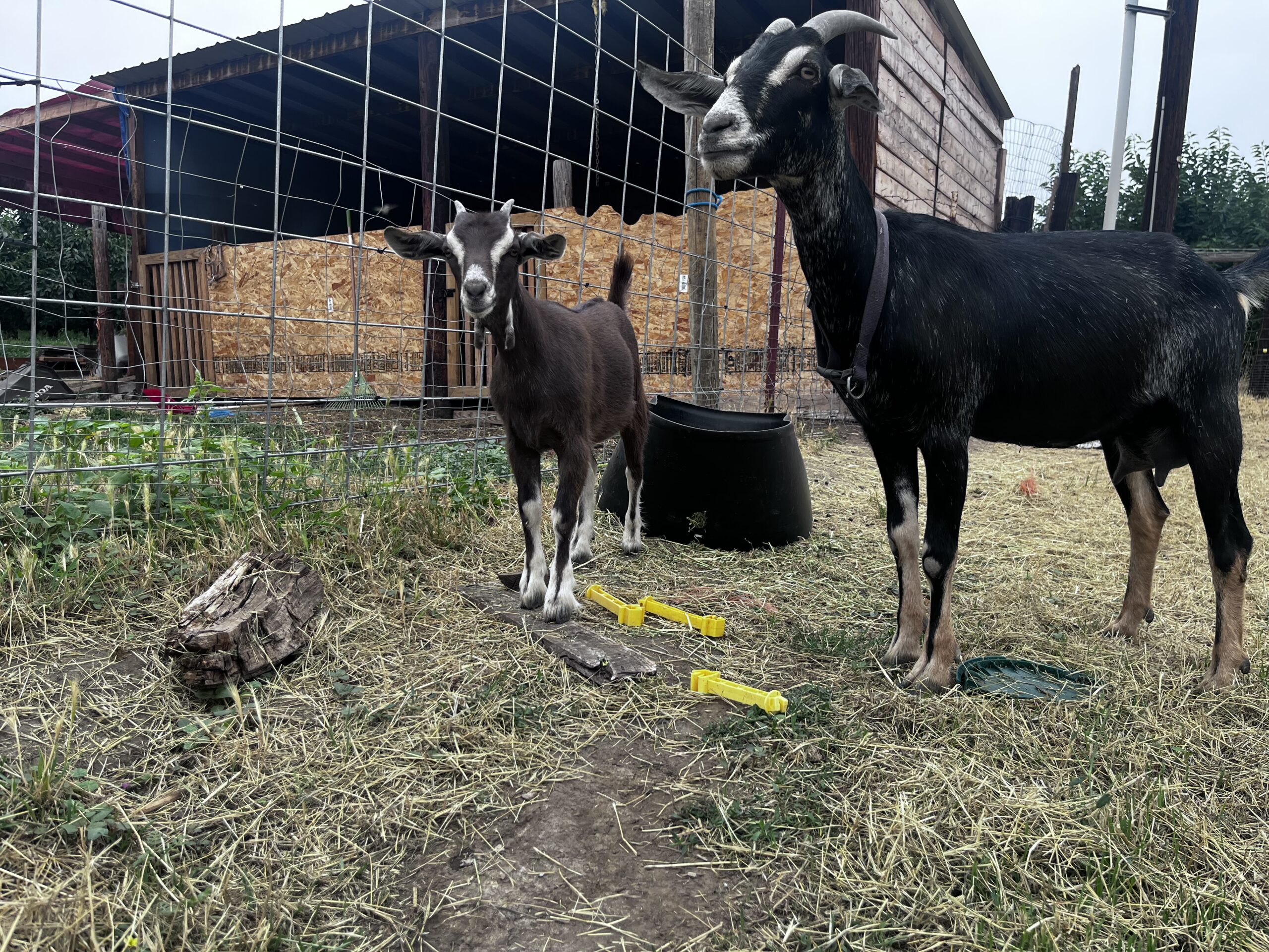 Alpine/Nubian Doe + Doeling Pair – $300