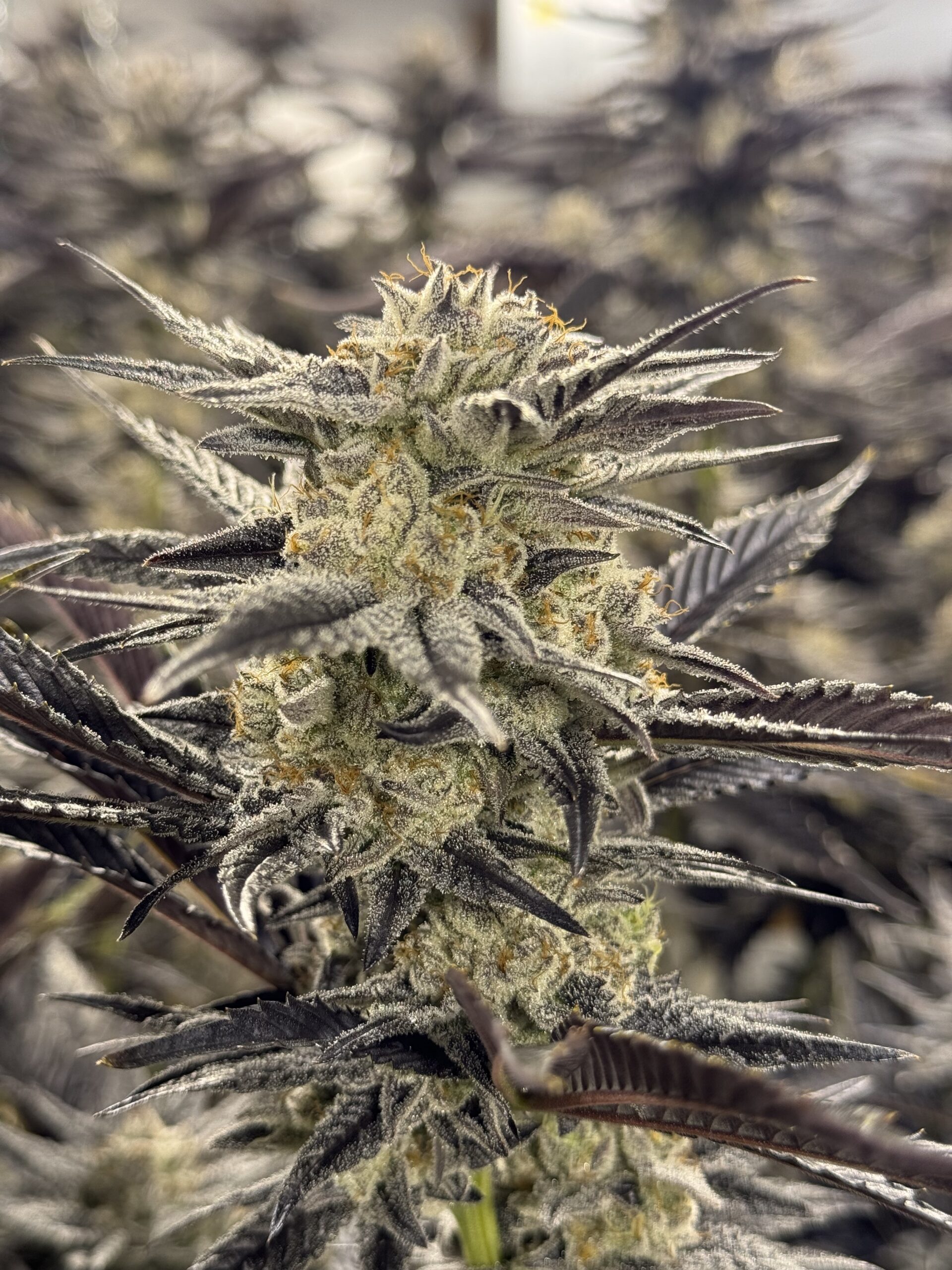 Cannabis Production Staff