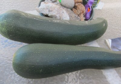 Zucchini
