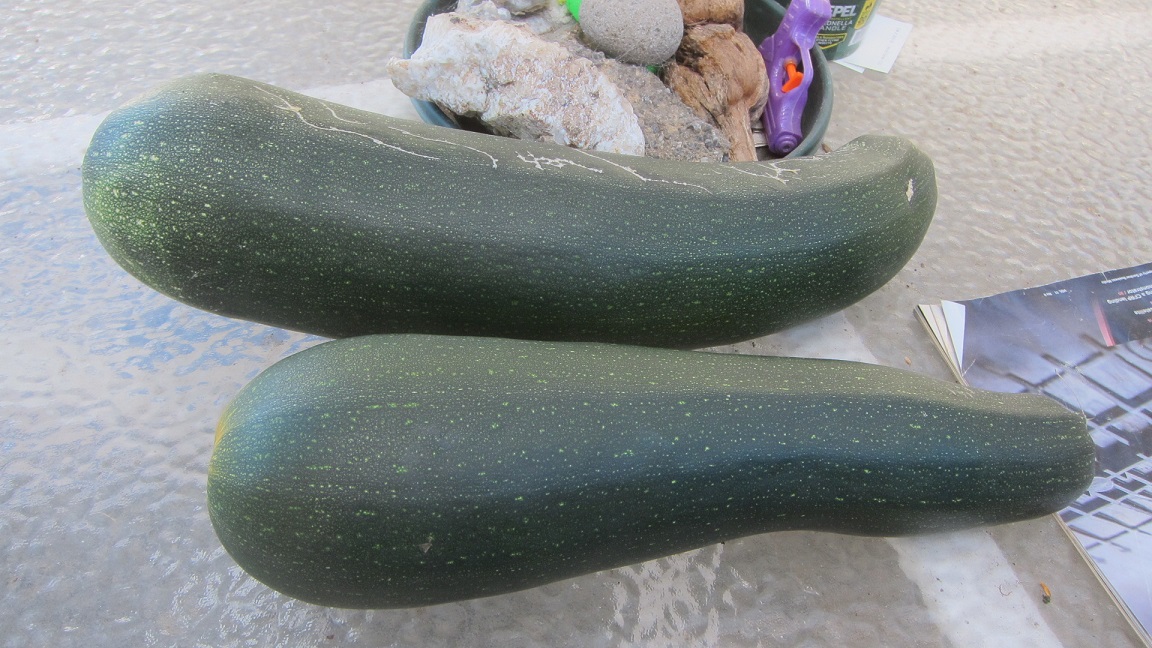 Zucchini’s