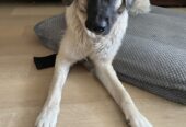 Free Pup Pyrenees mix Lab for free