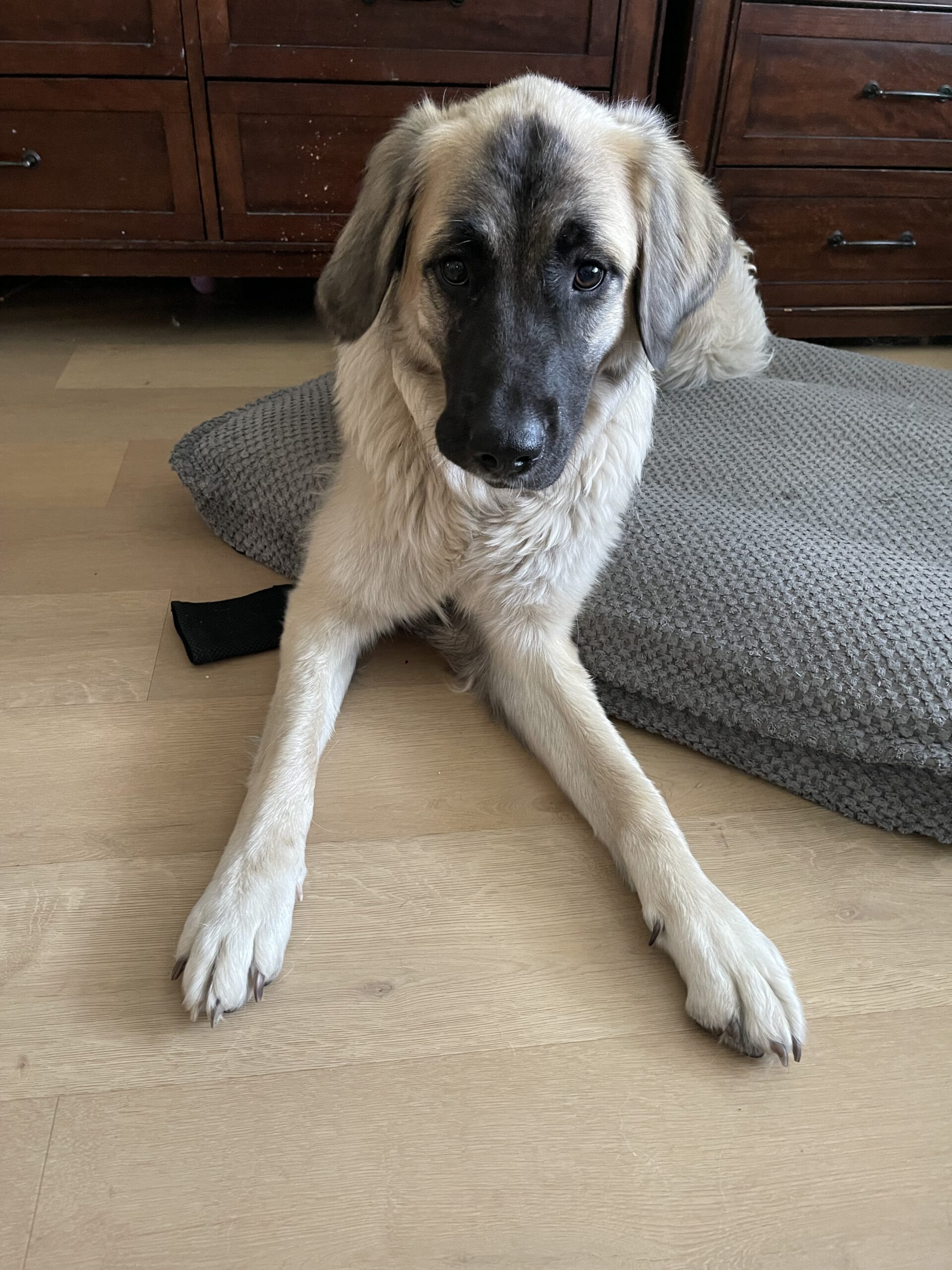 Free Pup Pyrenees mix Lab for free