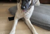Free Pup Pyrenees mix Lab for free