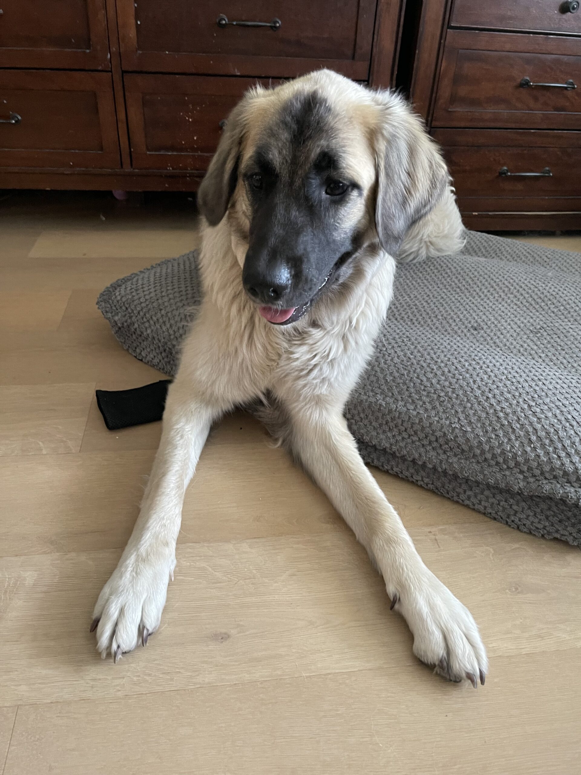 Free Pup Pyrenees mix Lab for free