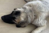 Free Pup Pyrenees mix Lab for free
