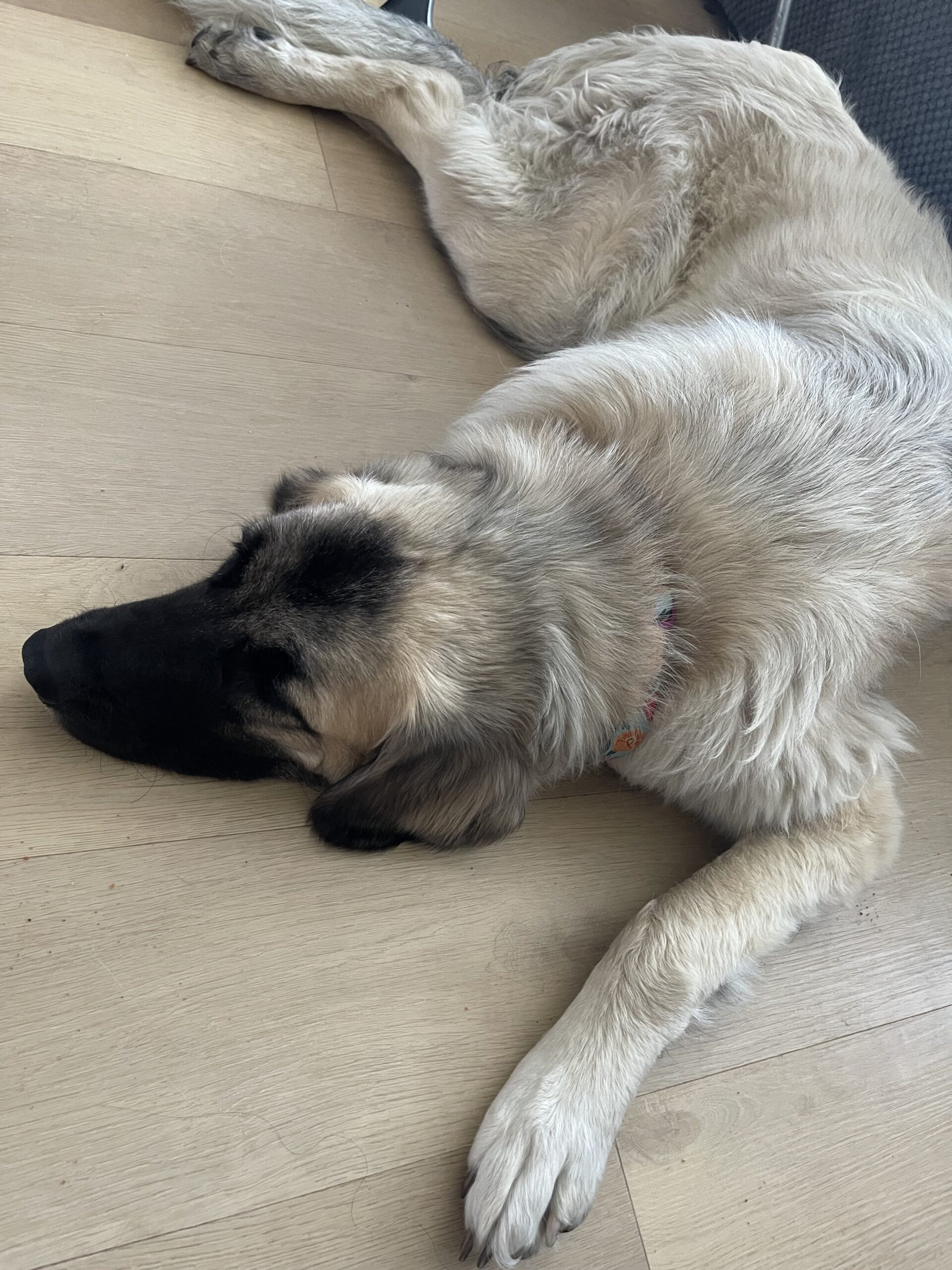 Free Pup Pyrenees mix Lab for free