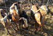 Nubian goats