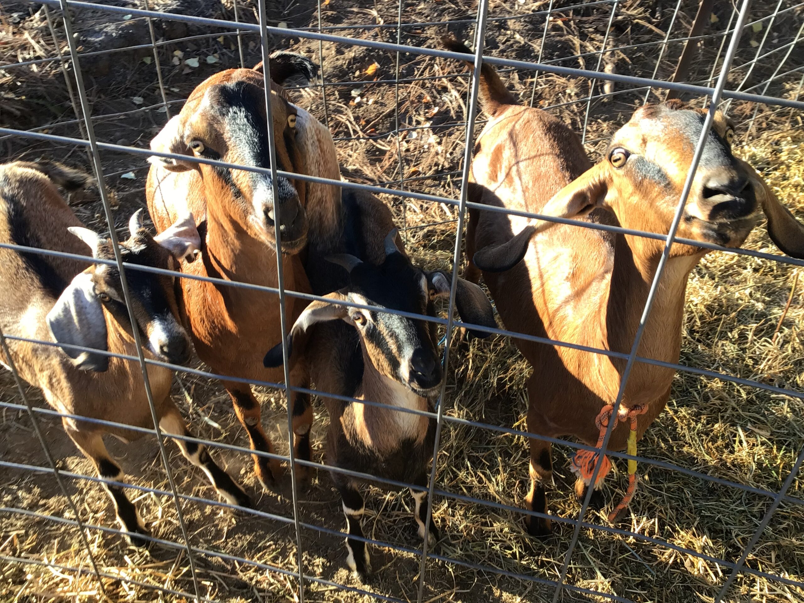 Nubian goats