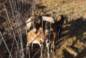 Nubian goats