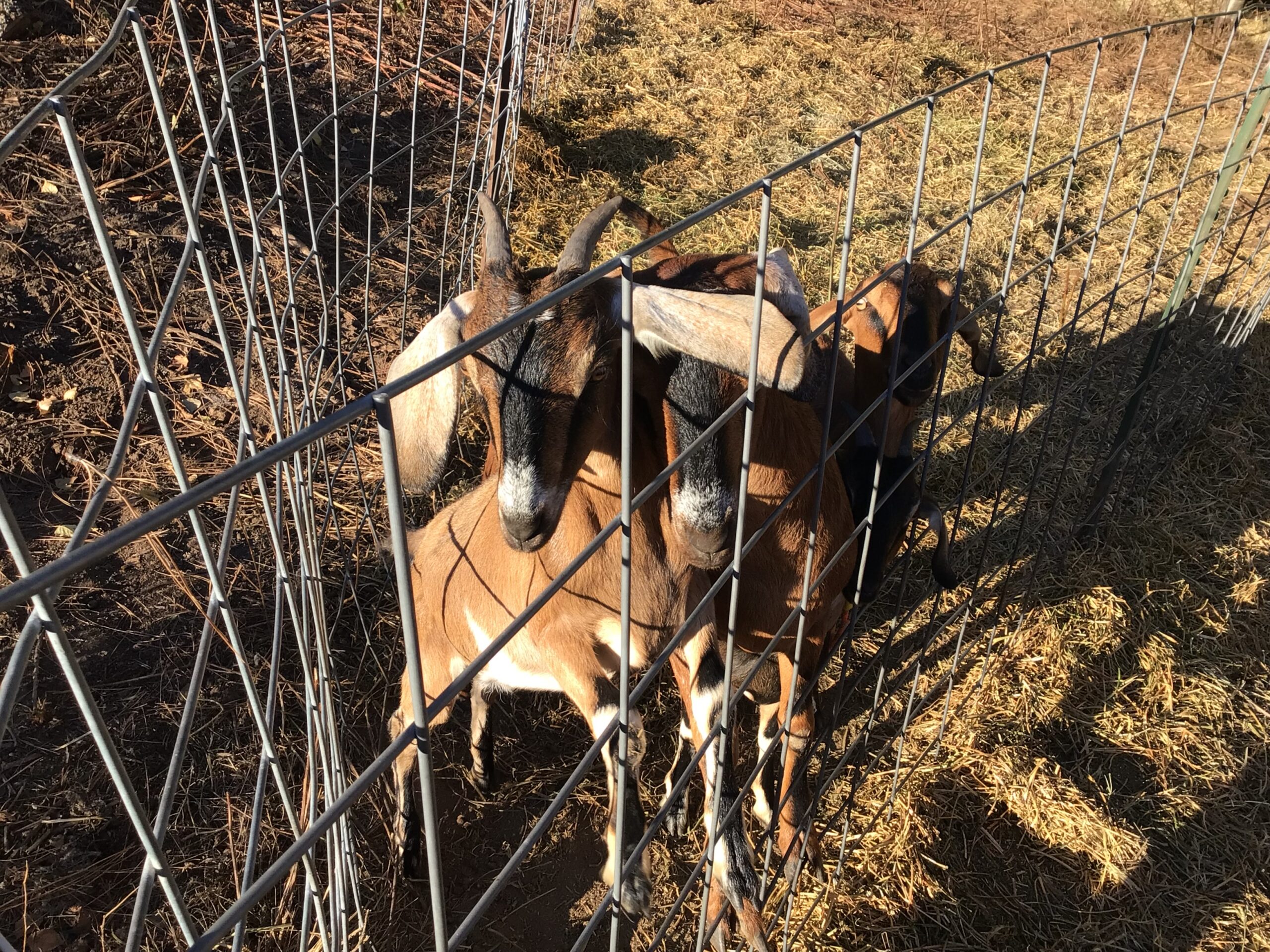 Nubian goats