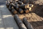 Free Cedar Rounds